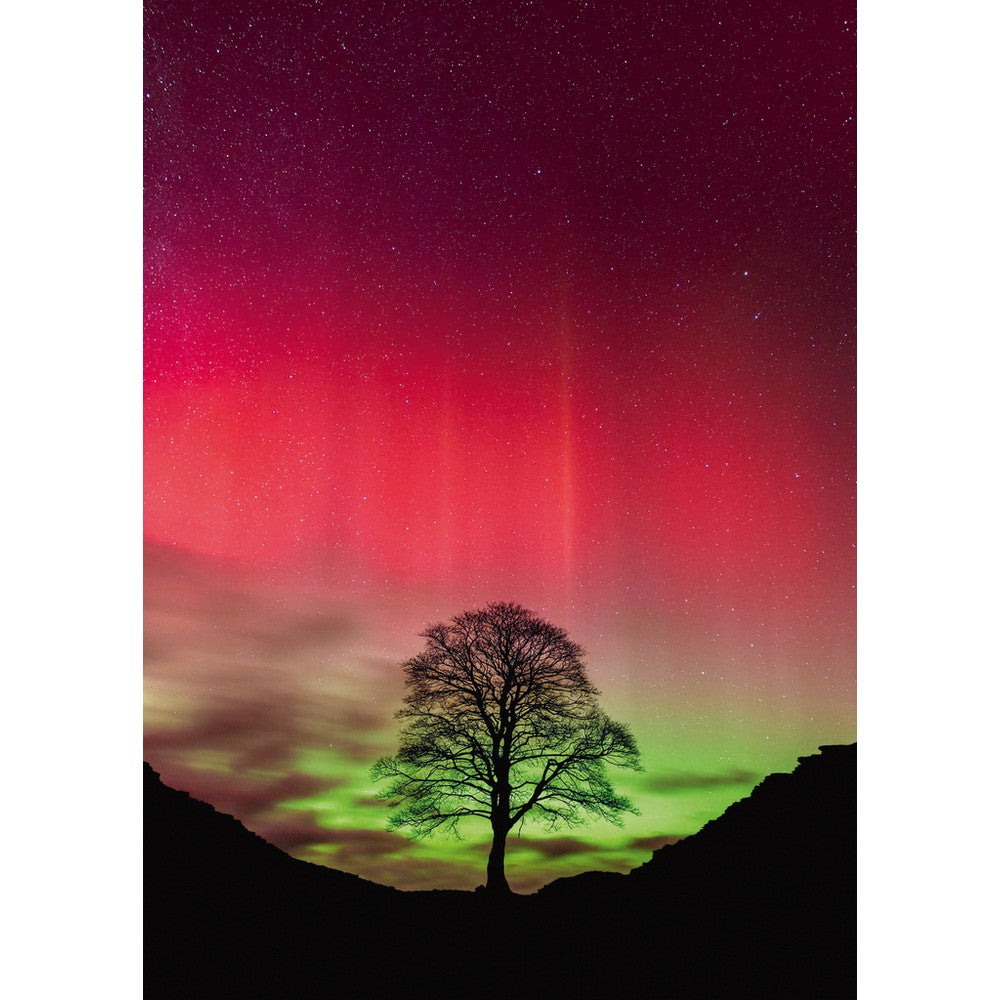 Puzzle - Heye - Power Of Nature Sycamore 1000P