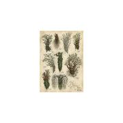 WETA - The Lord of the Rings Trilogy - Art Print - Ent's of Fangorn Forest