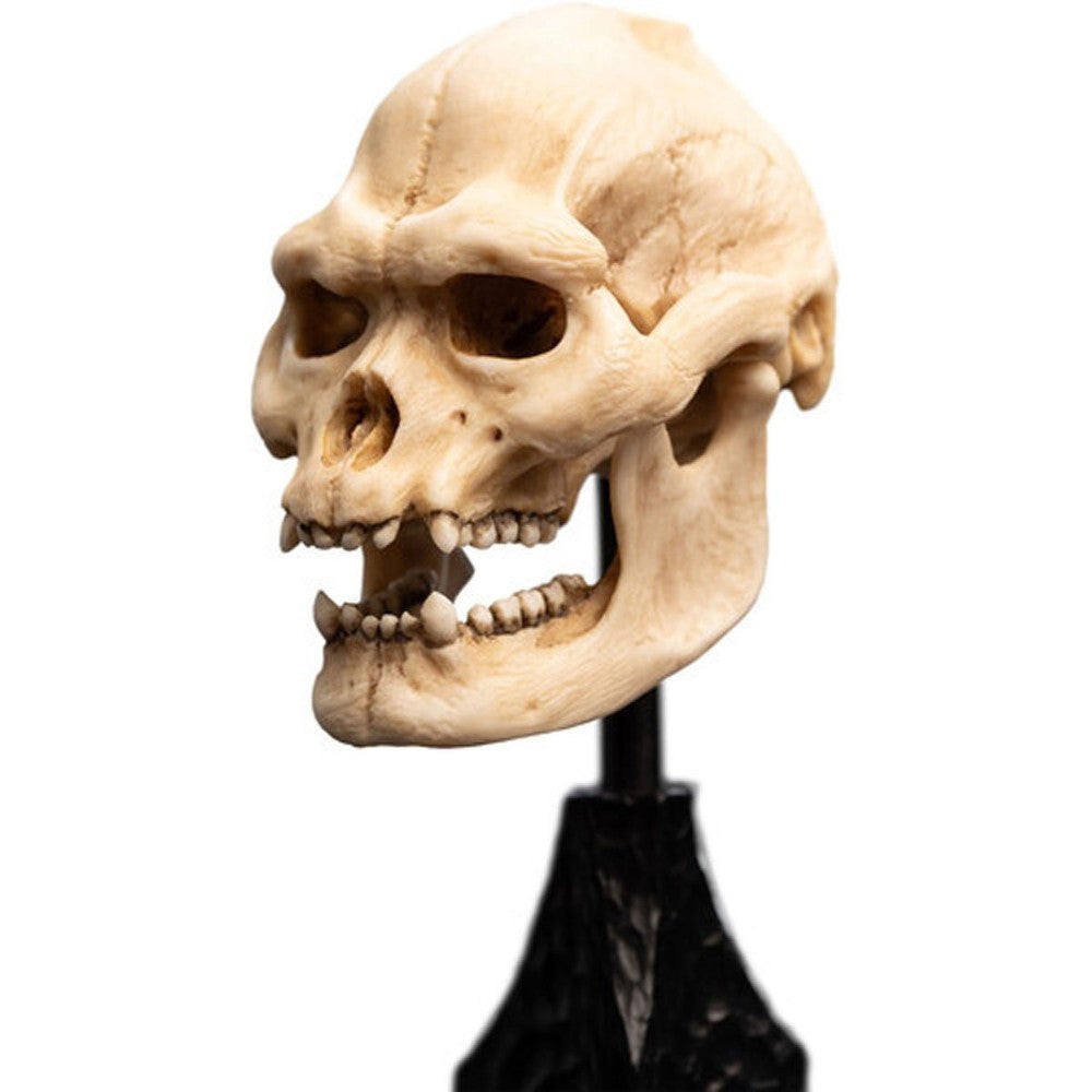 WETA - The Lord of the Rings Trilogy - Skull of Lurtz