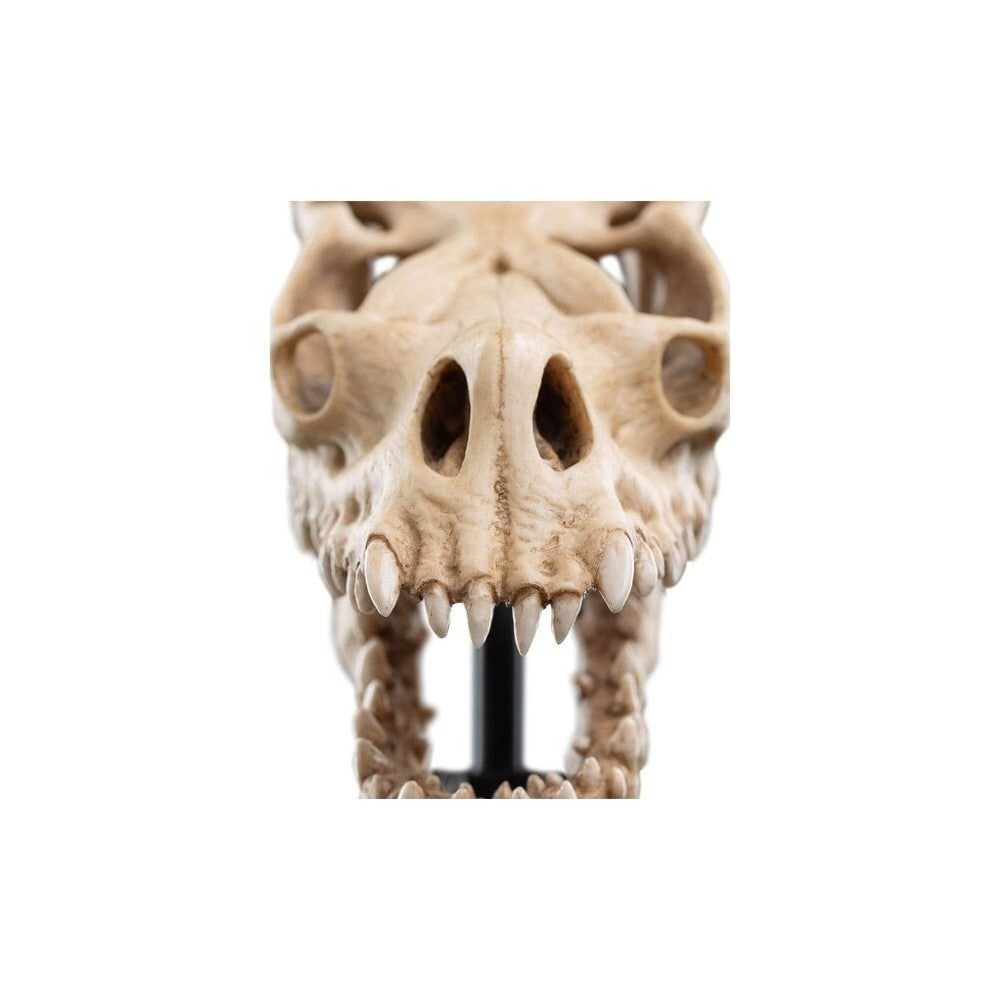 WETA - The Lord of the Rings Trilogy - Skull of a Fell Beast