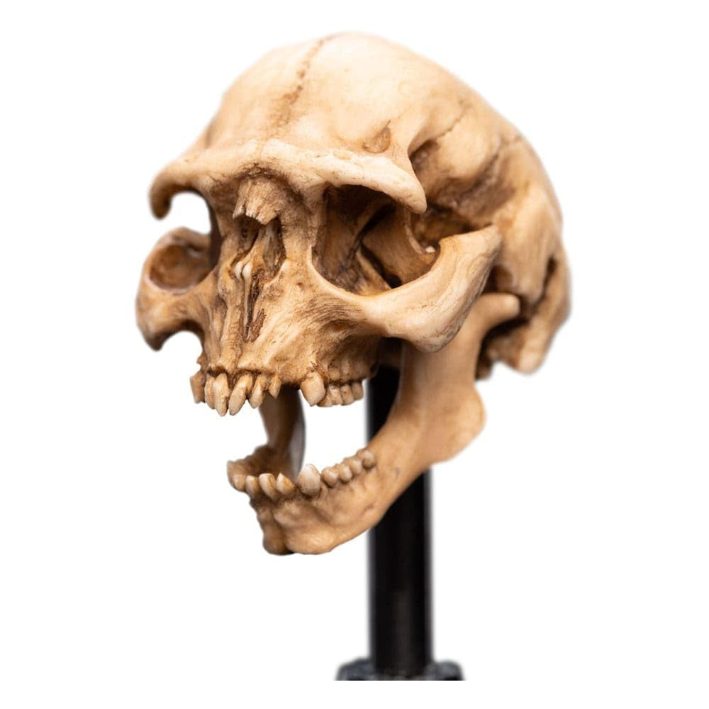 WETA - The Lord of the Rings Trilogy - Skull of a Moria Orc