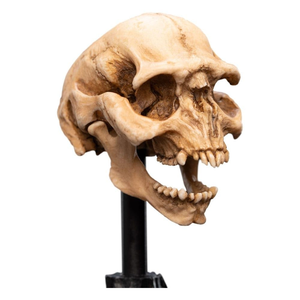 WETA - The Lord of the Rings Trilogy - Skull of a Moria Orc