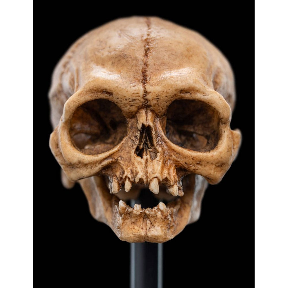 WETA - The Lord of the Rings Trilogy - Skull of Gollum
