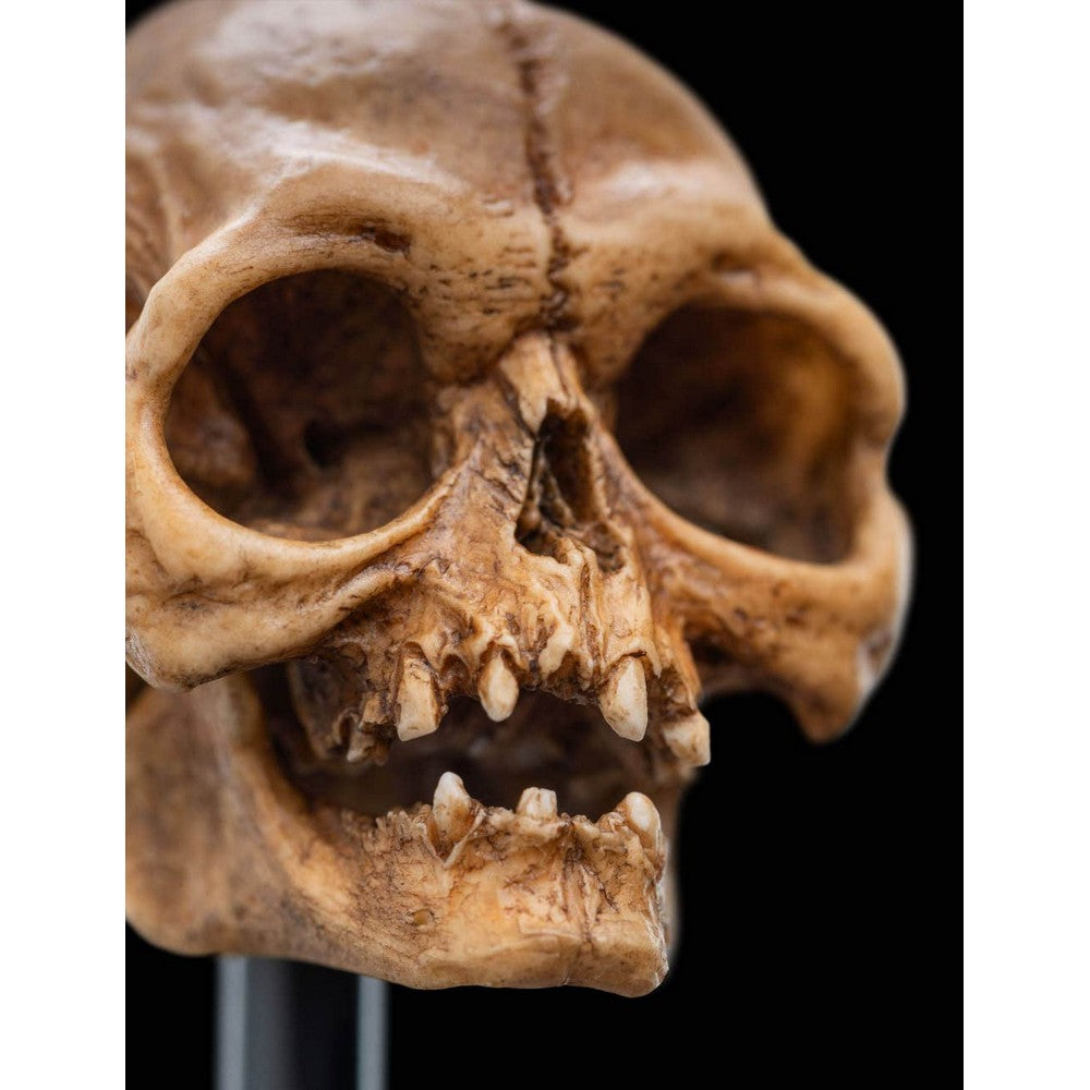 WETA - The Lord of the Rings Trilogy - Skull of Gollum