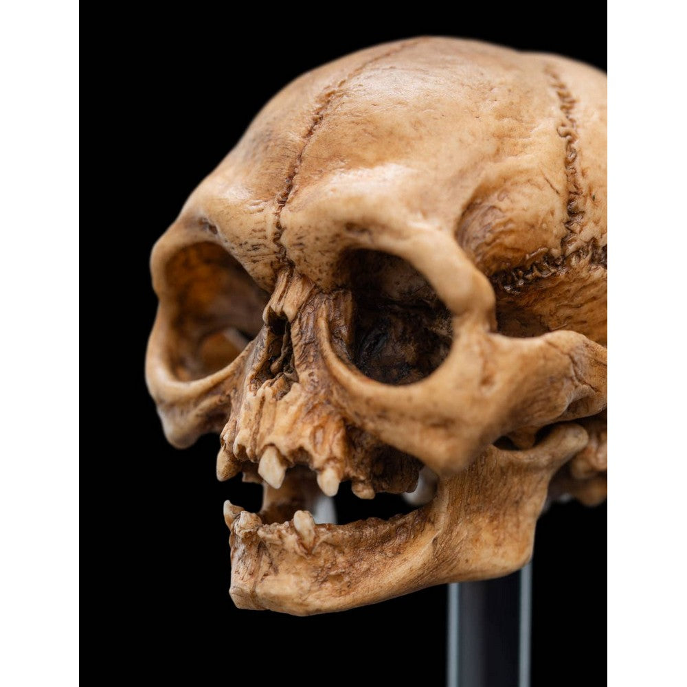WETA - The Lord of the Rings Trilogy - Skull of Gollum