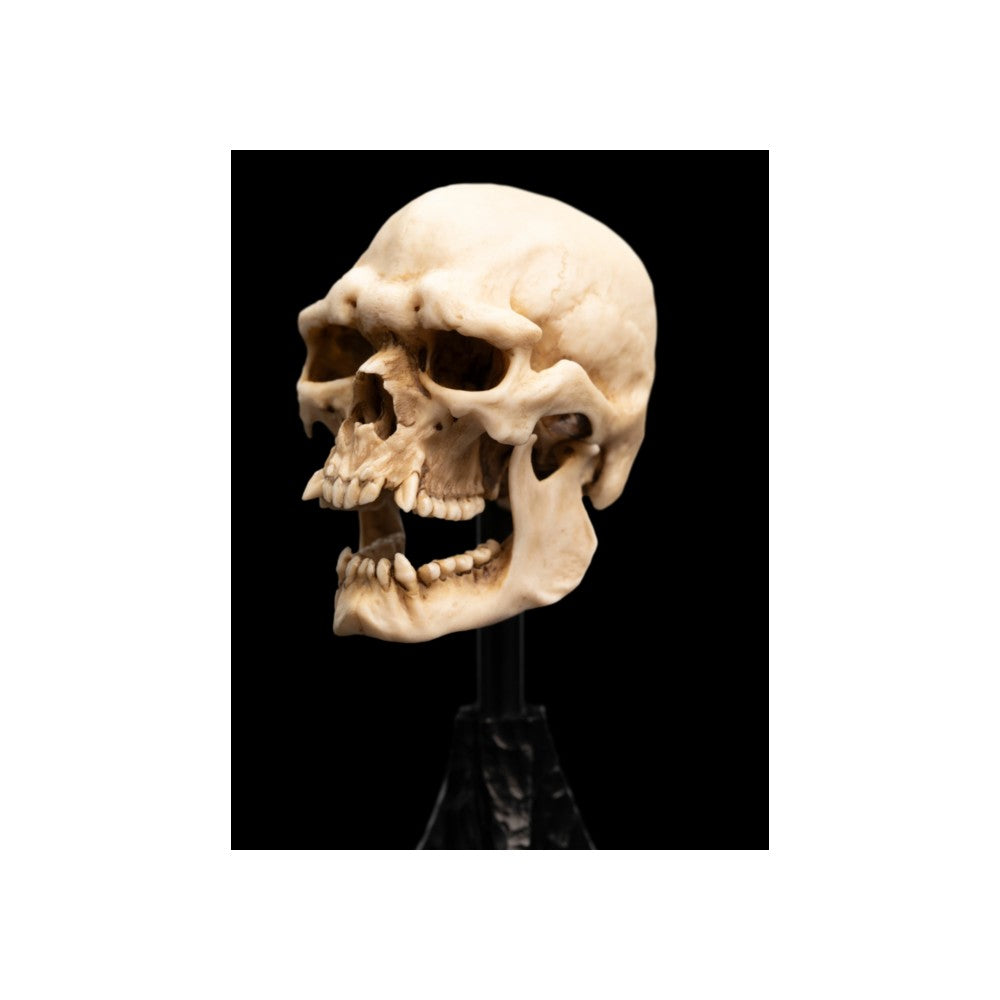 WETA - The Lord of the Rings Trilogy - Skull of a Mordor Orc