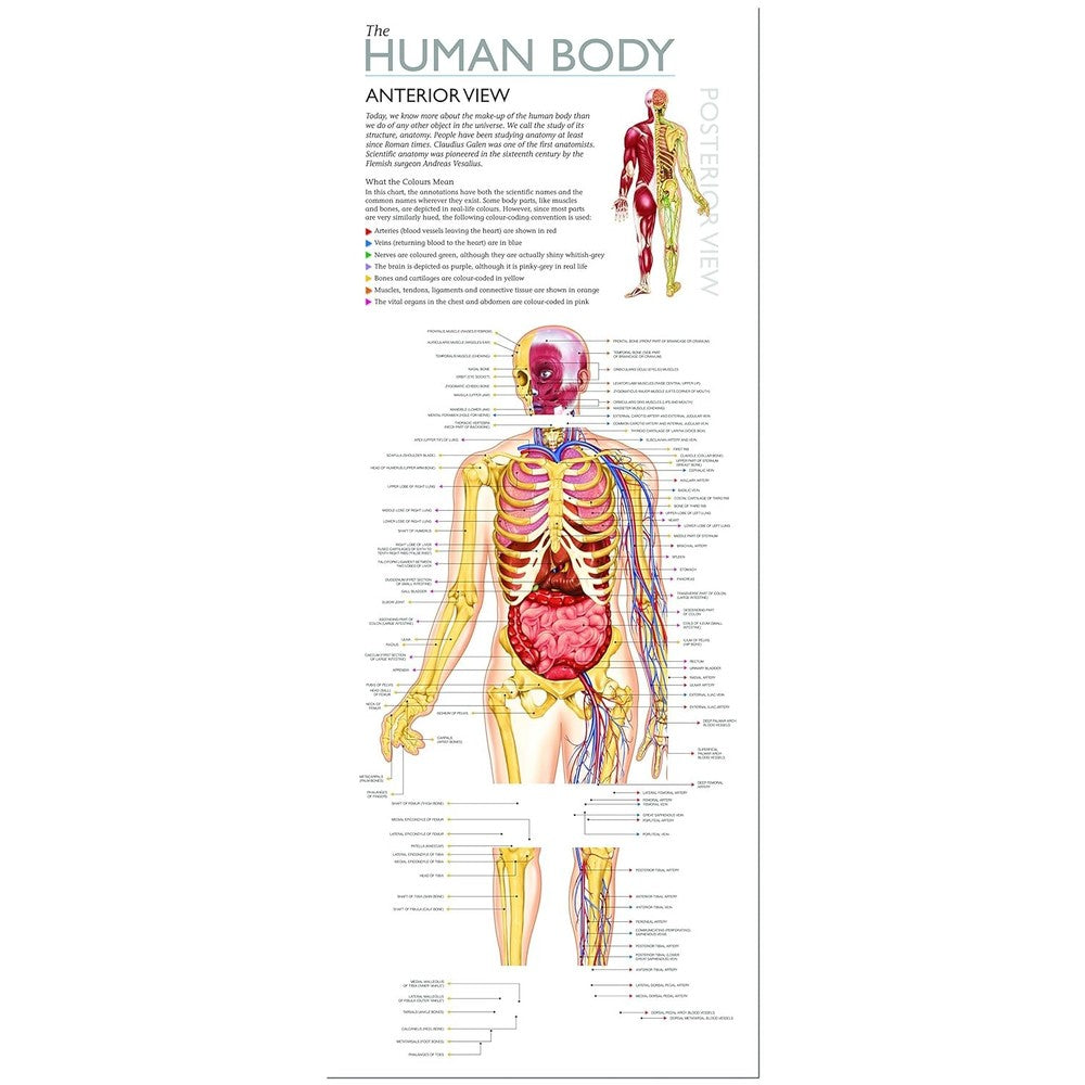 The Human Body Activity Set