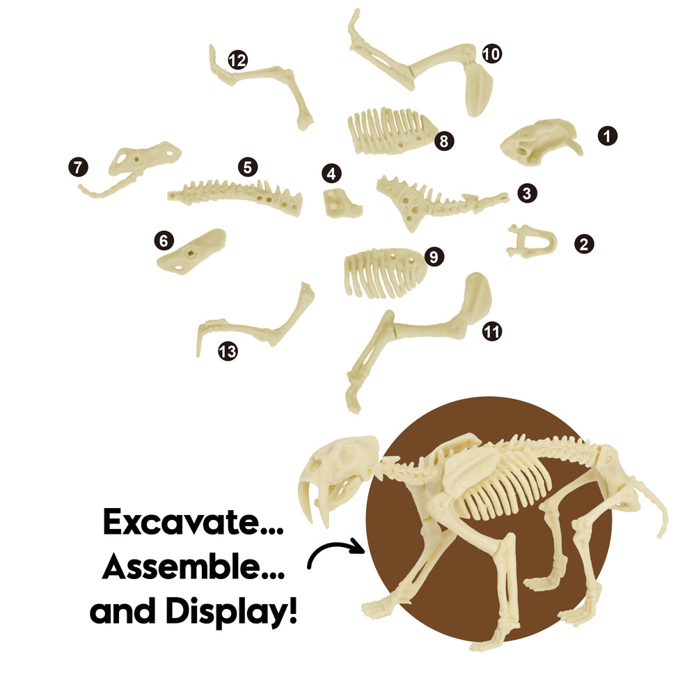 Smilodon (Saber-Tooth Tiger) Dig Kits