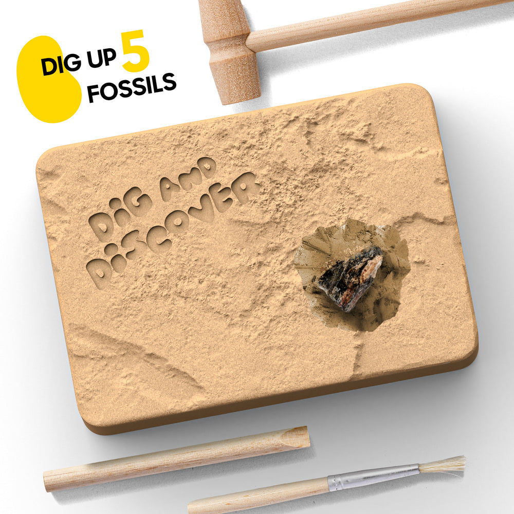 Fossil Dig Kit