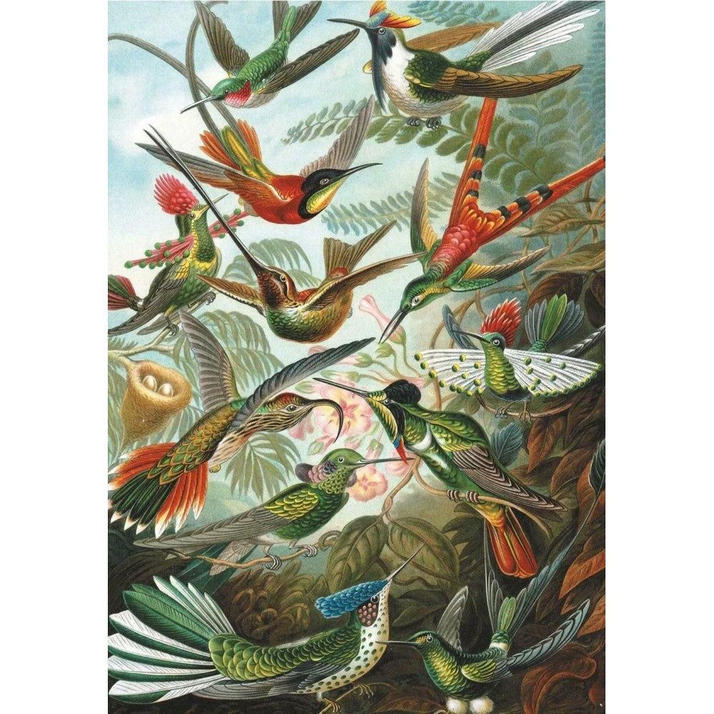 Puzzle - Piatnik - Haeckel - Hummingbirds 1000pc