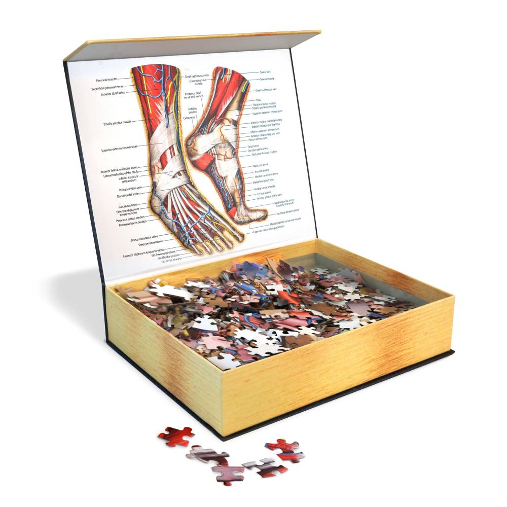 Dr. Livingston's Anatomy Jigsaw Puzzle: The Human Feet